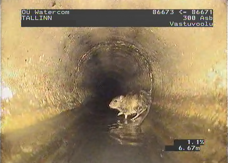 Toidujäätmere viskamine kanalisatsiooni - rott kanalisatsioonis