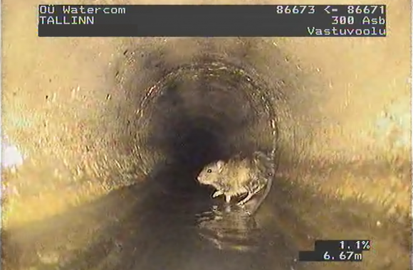 Toidujäätmere viskamine kanalisatsiooni - rott kanalisatsioonis
